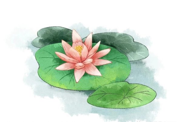 荷花
