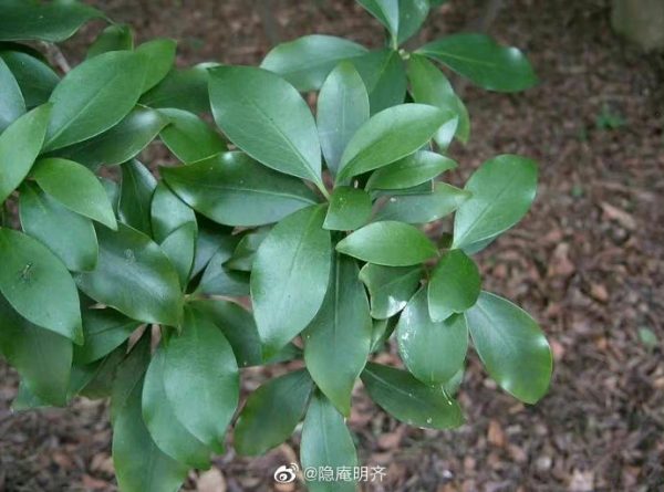 樒树 - 图片 3